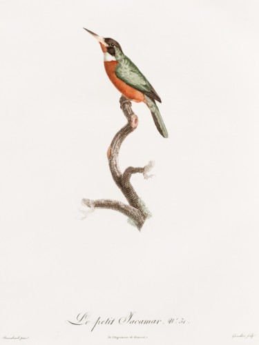 Des Oiseaux de Paradis