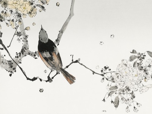Perched Japanese swallow
