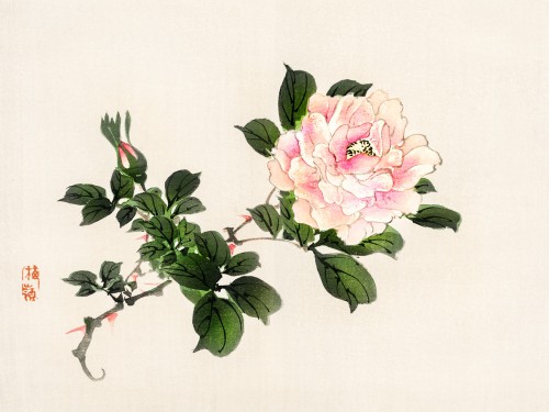 Pink rose
