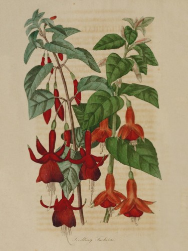 A Seedling Fuchsias