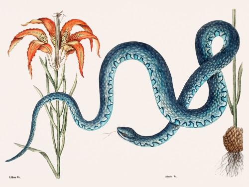 Wampum Snake