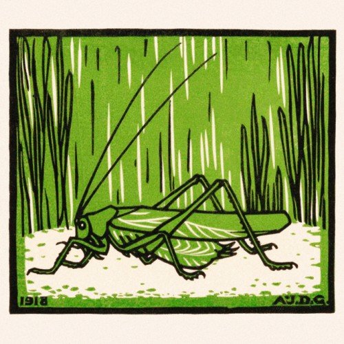 Grasshopper