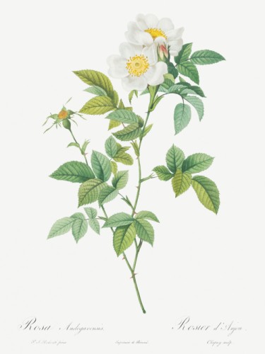 Anjou Rose