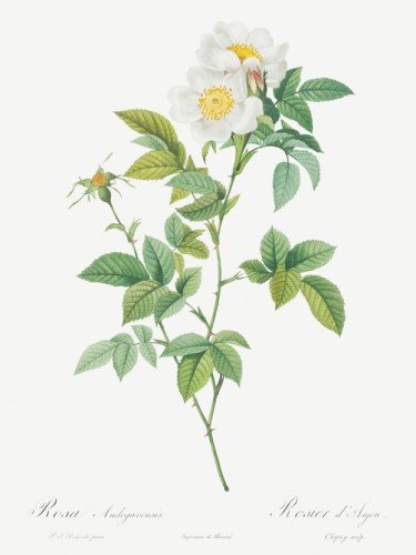 Anjou Rose