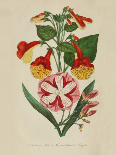 Achimenes Picta, Nerium Gleander Tangle