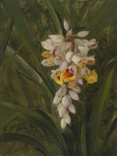 Cardamum