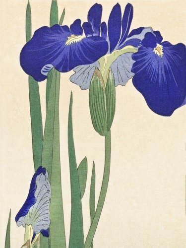 Blue Irises