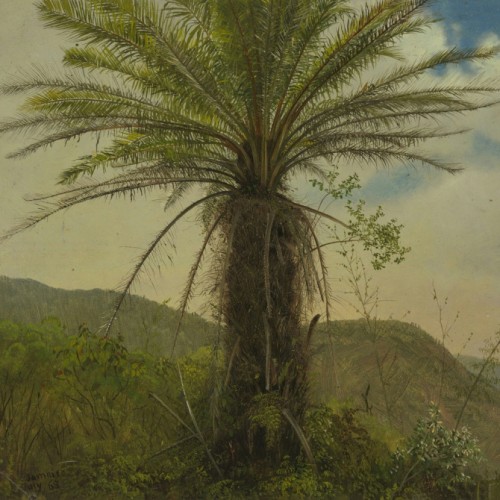 Tree Fern, Jamaica
