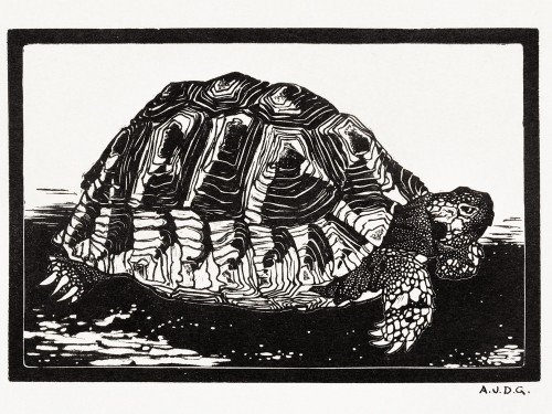 Turtle