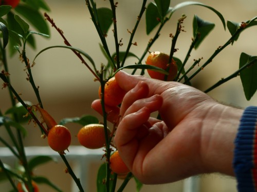 Кумкват