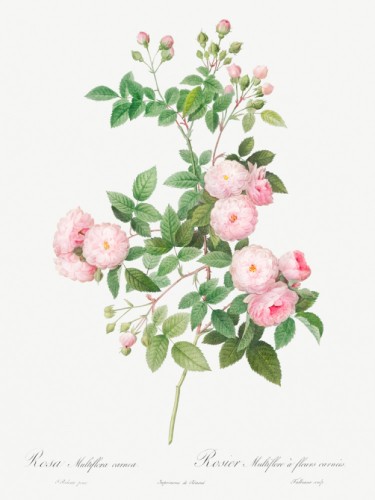 Flesh-Pink Multiflora