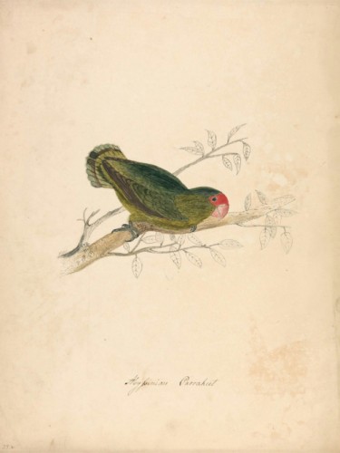 Abyssinian Parakett