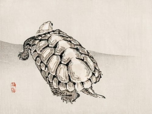 Turtle