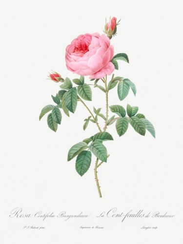 Burgundy Cabbage Rose
