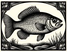Fish Illustrations